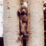 puppy in tree