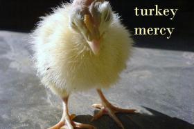 Compassionate Thanksgiving - Go Meatless?