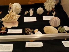 Shell Collection Featured in a Display