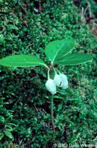 Gaultheria procumbens