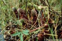 Sarracenia purpurea