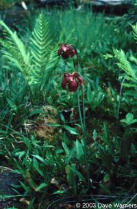 Sarracenia purpurea