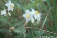 Solanum carolinense