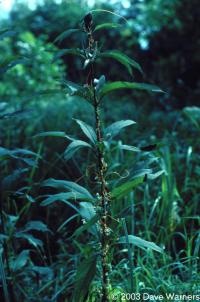 Cuscuta gronovii