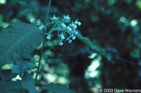 Asclepias exaltata