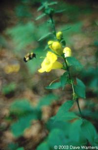 Aureolaria pedicularia