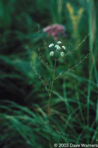 Cicuta bulbifera