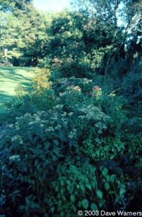 Eupatorium perfoliatum