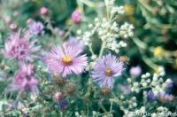 Aster novae-angliae