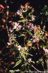 Aster puniceus