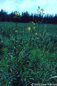 Helianthus giganteus