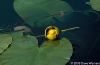 Nuphar variegata