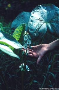 Sagittaria latifolia