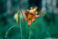 Lilium philadelphicum