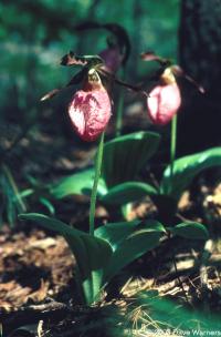 Cypripedium acaule