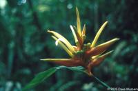 Heliconia sp