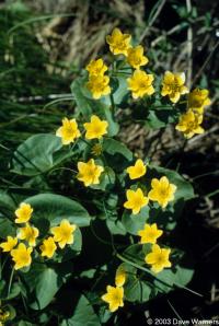 Caltha palustris