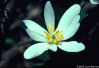 Sanguinaria canadense