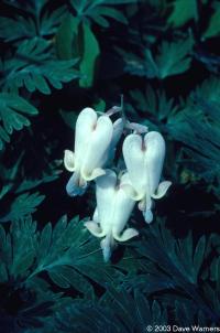 Dicentra canadensis