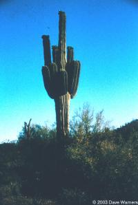 Saguaro sp