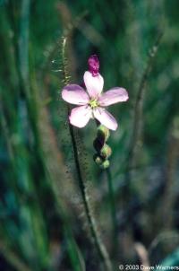 Drosera linearifolia