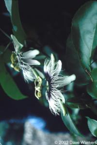 Passiflora sp