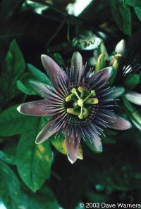 Passiflora sp