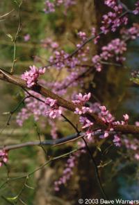 Cercis Canadensis