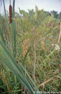 Toxicodendron vernix