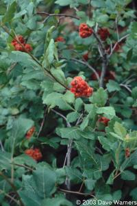 Rhus aromatica