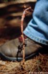 Monotropa hypopithys