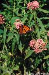 Asclepias incarnata