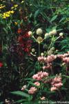 Eryngium yuccifolium