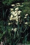 Sambucus canadensis