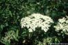 Sambucus canadensis