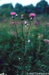 Cirsium muticum