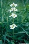 Sagittaria latifolia