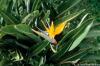 Strelitzia sp