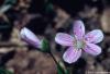 Claytonia virginica