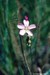 Drosera linearifolia