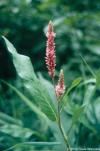 Polygonum amphibium