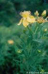 Hypericum ascyron