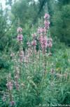 Lythrum salicaria