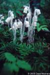 Monotropa uniflora